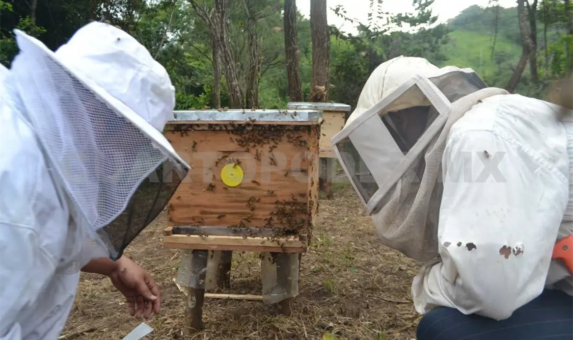 Sandra Bartolón comentó que es importante seguir fomentando las actividades apícolas en las regiones para proteger a las abejas. CP