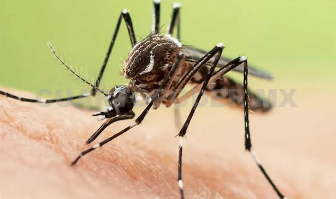 Con esta vigilancia epidemiológica, se busca detectar a tiempo a los portadoras sintomáticos o asintomáticos de la enfermedad. Ramón García / CP