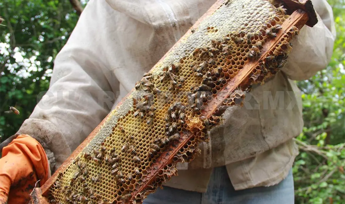 Destacan la importancia económica y ambiental de las abejas en todo el mundo. Diego Pérez / CP