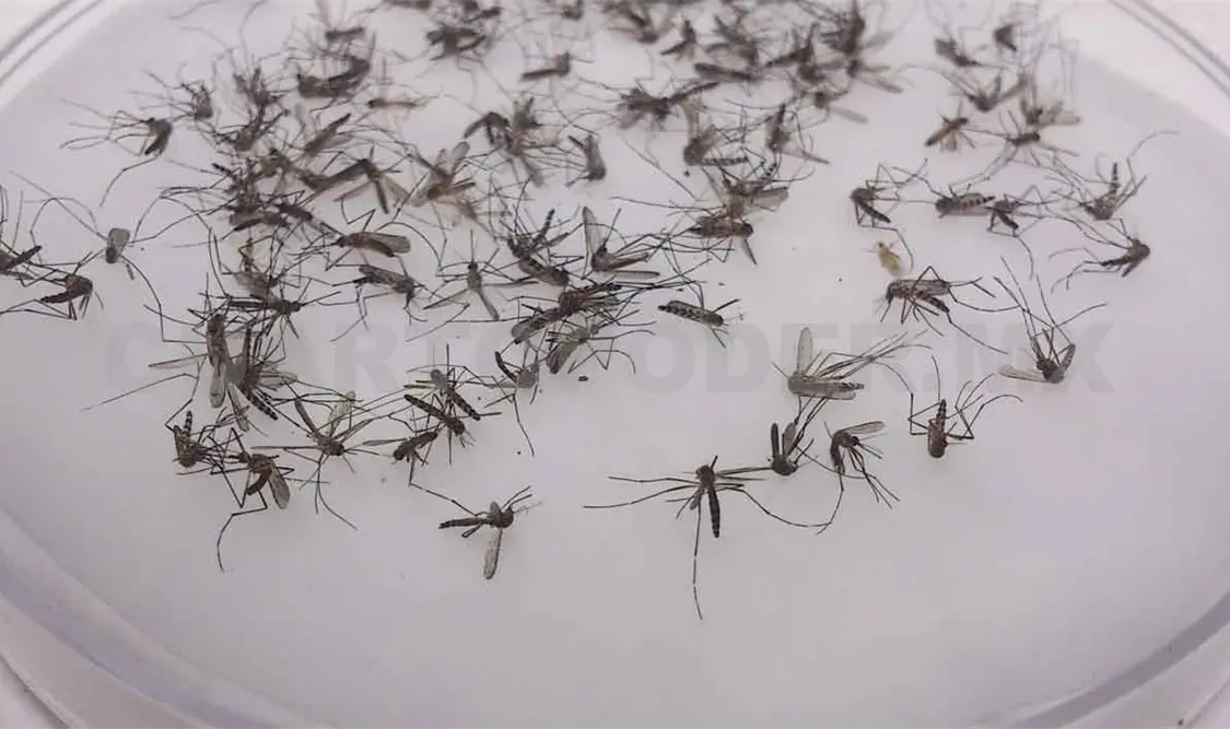 Se esfumaron contagios y muertes por zika