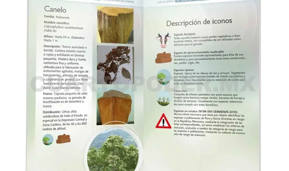 Presentan “Guía ilustrada de Especies Forestales”