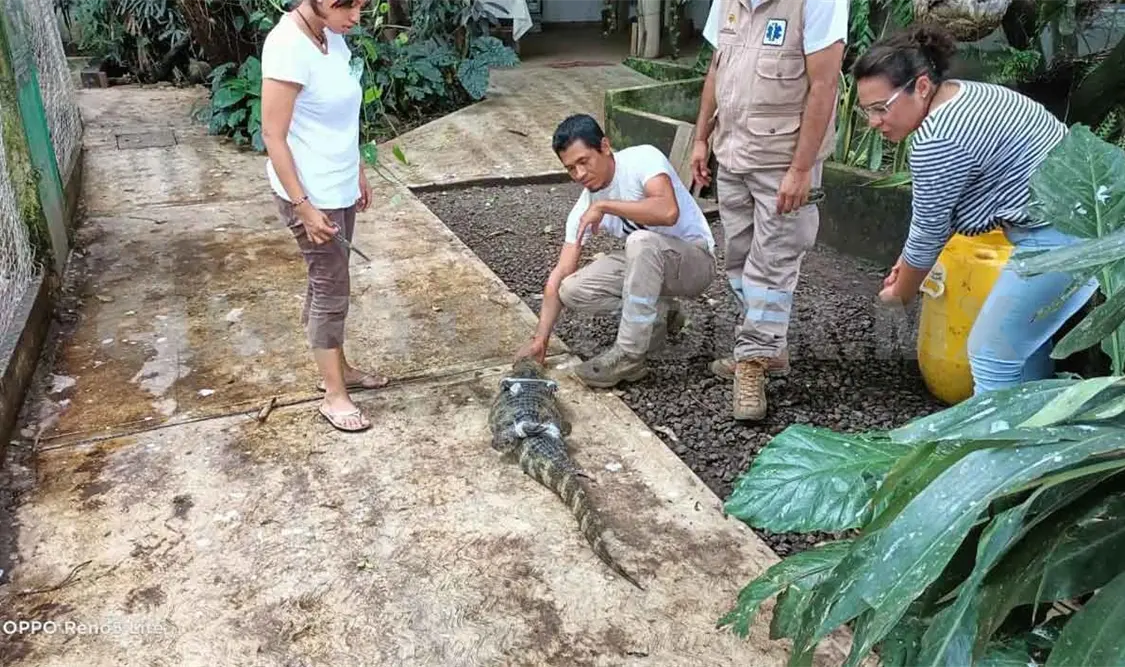 Capturan a cocodrilo en estacionamiento de tienda