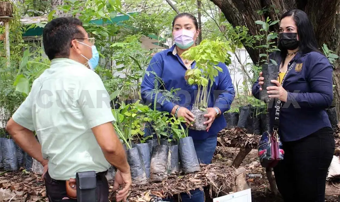 Reforestará Unach el circuito universitario