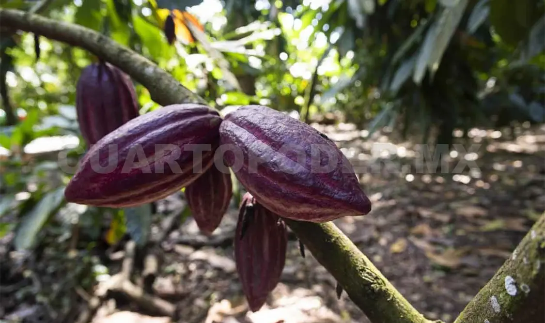 Hongos y plagas afectan más a los cacaoteros