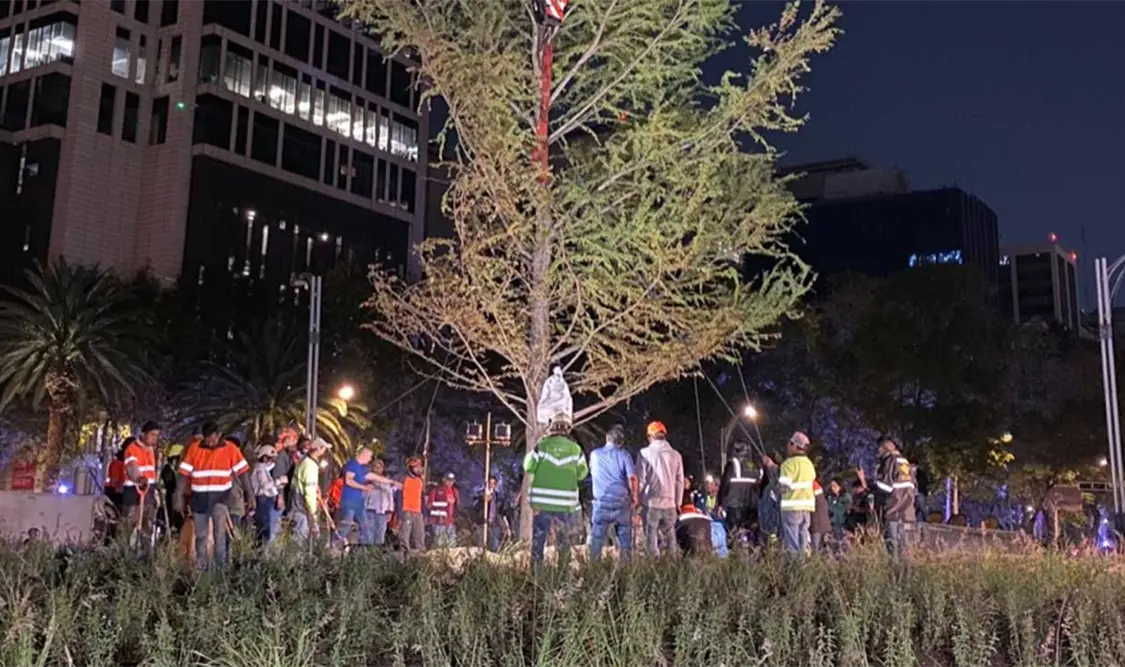 Exhibe ahuehuete de Paseo de la Reforma