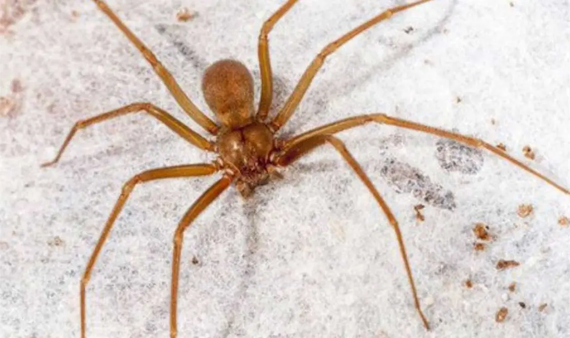 Nueva especie de araña violinista se ha encontrado en el Valle de México. Cortesía
