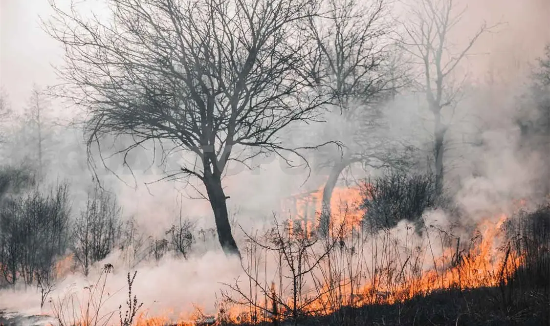 Con todo y lluvias, 54 mil hectáreas quemadas