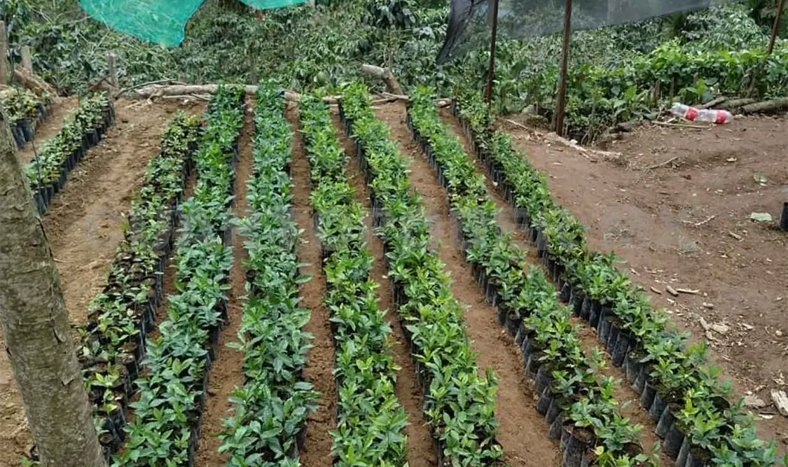 Un millón de árboles, el gran reto de reforestación