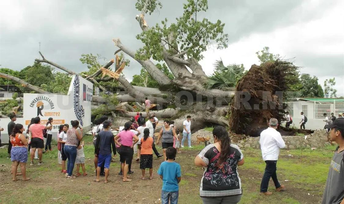 Se desploma ceiba de 150 años
