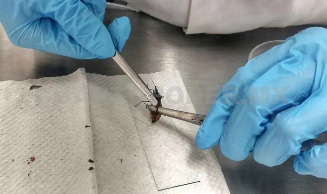 Alta presencia de chinches causa chagas en tuxtla
