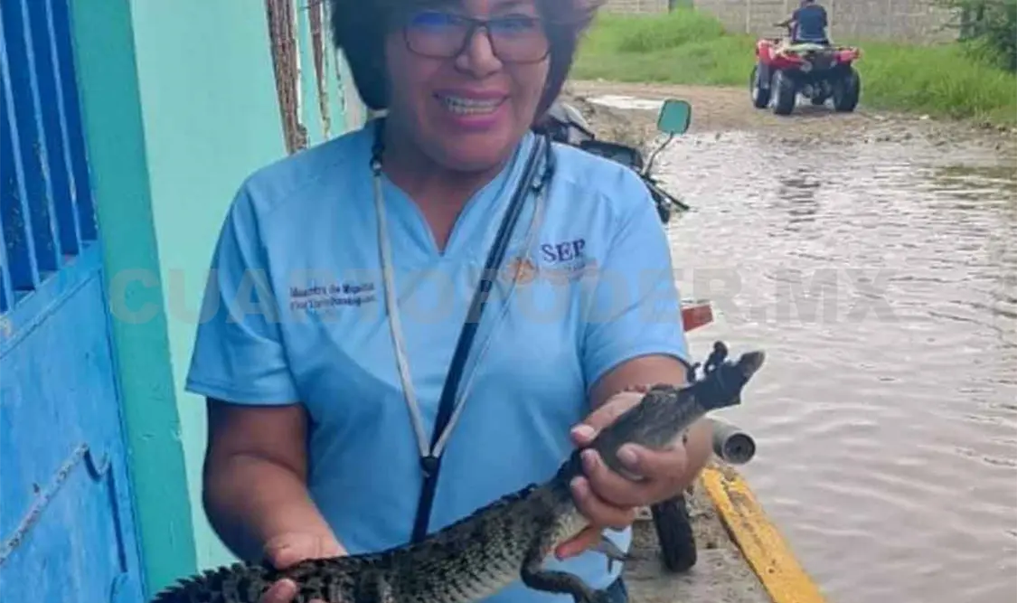 Localizan cocodrilo cerca de primaria