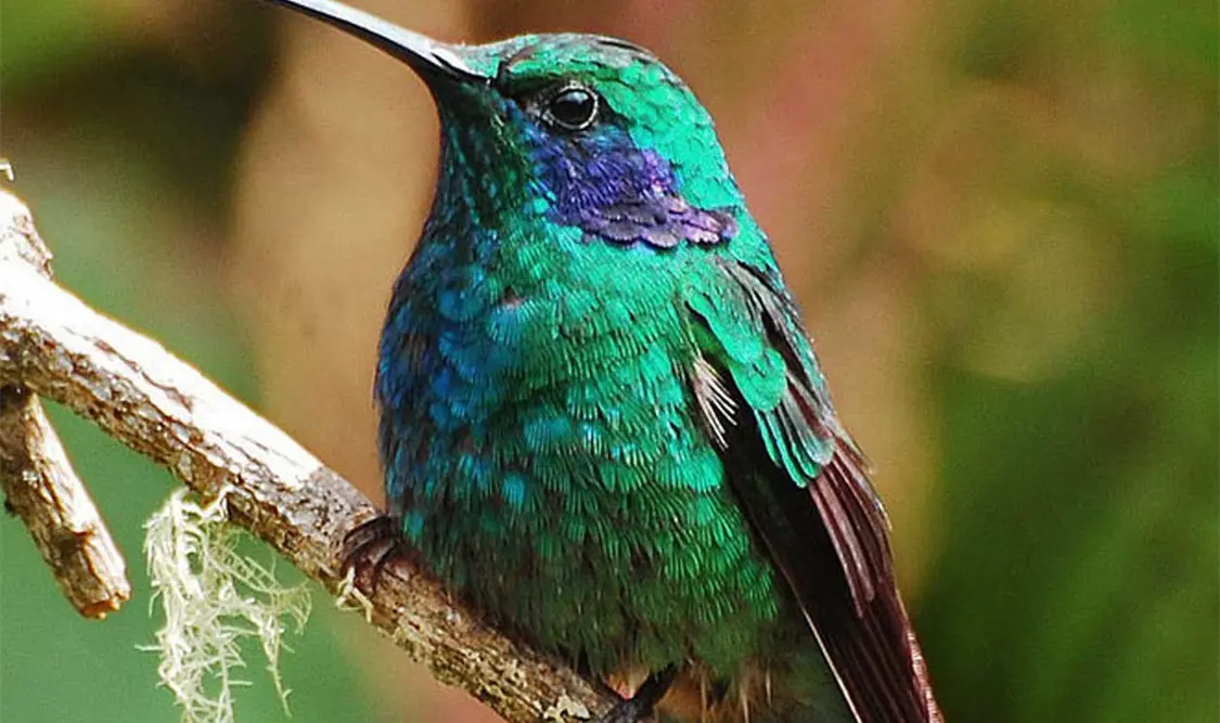 Estas aves tienen gran capacidad de vuelo y visión aguda; habitan prácticamente en todos los ecosistemas. Cortesía