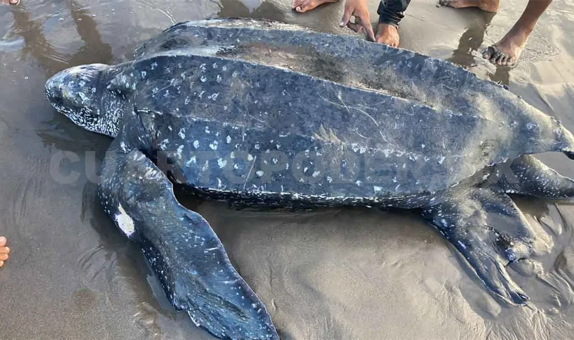 Participan en rescate de tortuga gigante en Tonalá