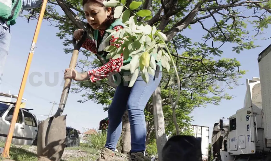 Reforestan fraccionamiento La Misión