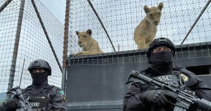 Una vez determinada la situación legal de los animales, se procederá a la reubicación. Cortesía