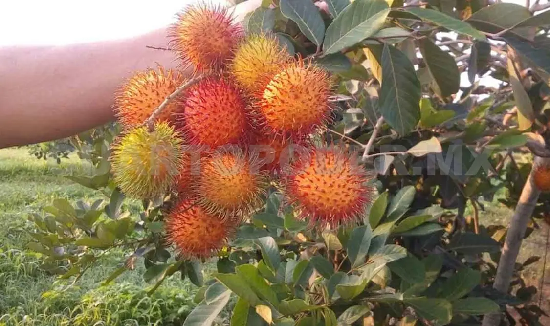 Acaparan “coyotes” el mercado del rambután