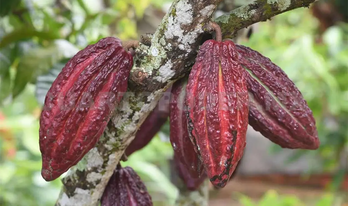 Se mantienen números sólidos en cacao