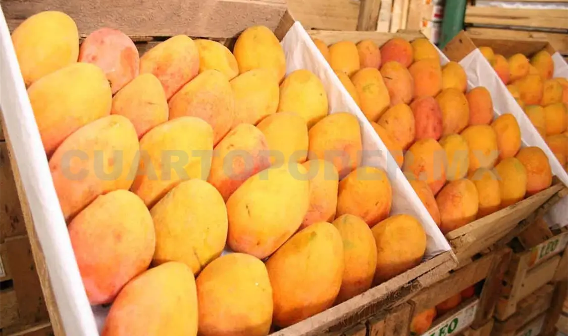 Chiapas, 2° productor de mango