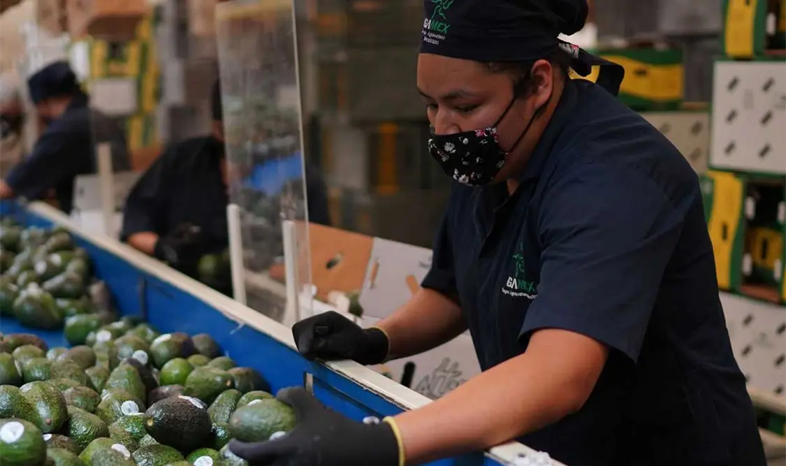 Michoacán es el único que exporta a EUA aguacate, al ser quien cumple con los requisitos y la calidad esperada. Cortesía