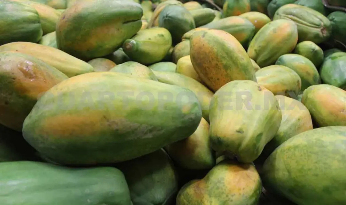 Senasica fortalece producción de papaya en Chiapas