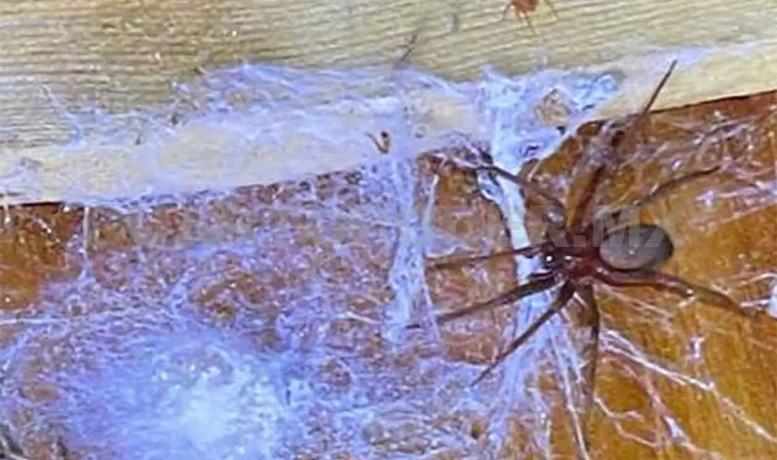 Limpieza, el mejor aliado contra la araña violinista