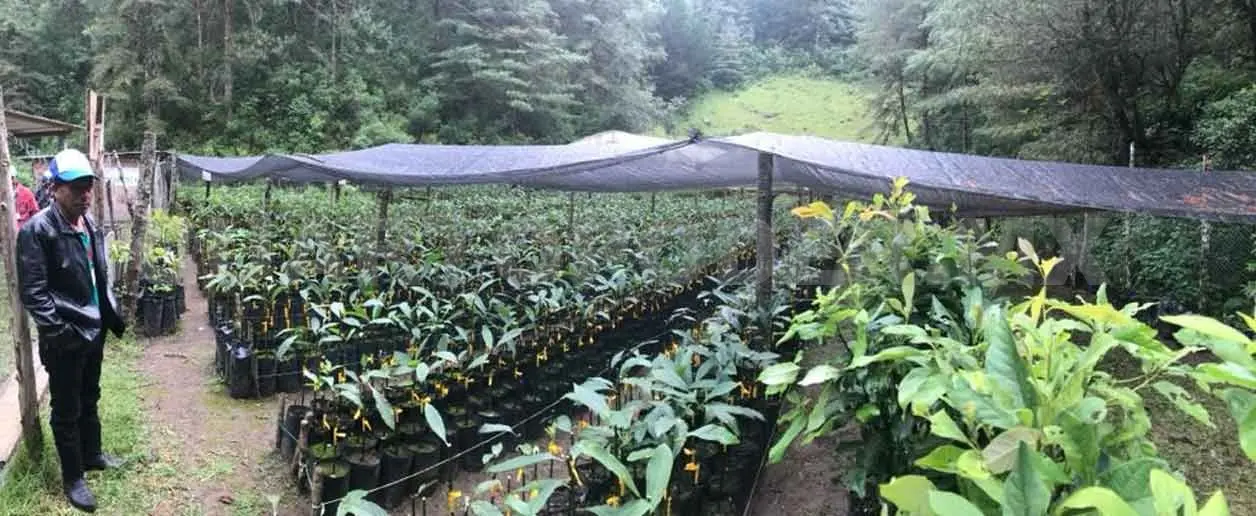Buscan potencializar producción de aguacate