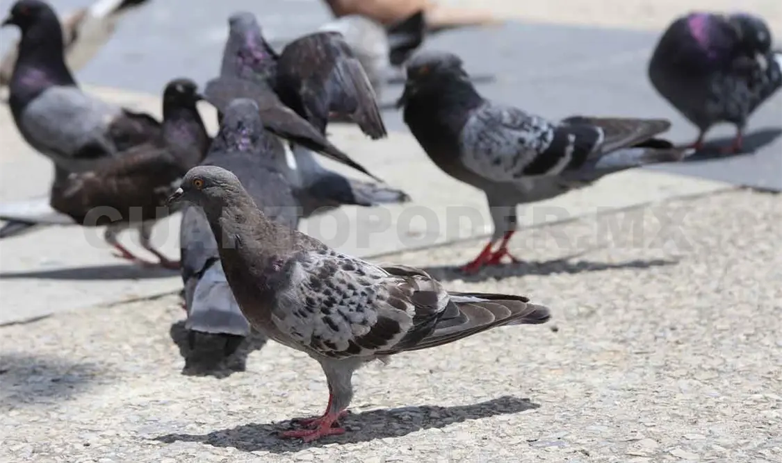 La capital es hábitat de 126 especies de aves