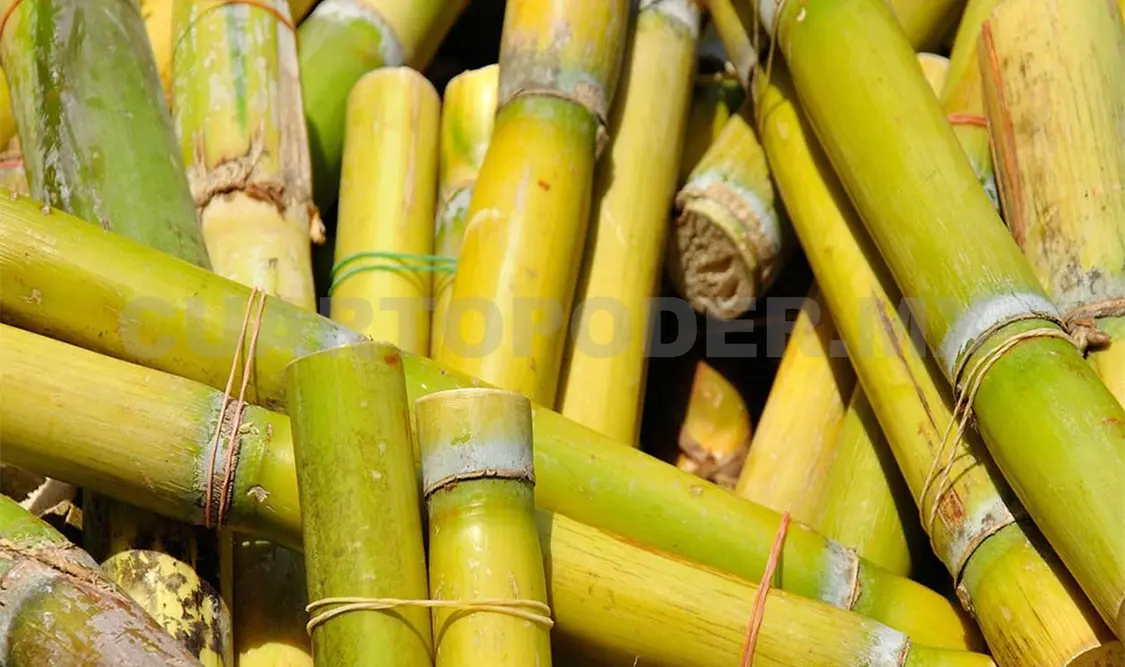 Durante los últimos 10 años la producción en Chiapas ha crecido en un 12.55 %. Cortesía