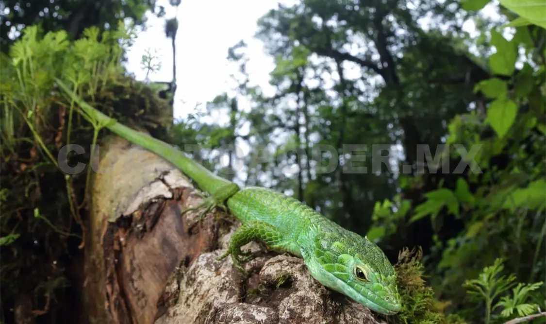 Descubren a dragoncito endémico de la Sierra Madre
