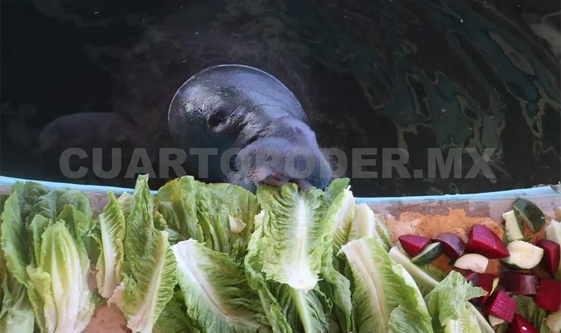 Manatiario continúa con la rehabilitación de especies