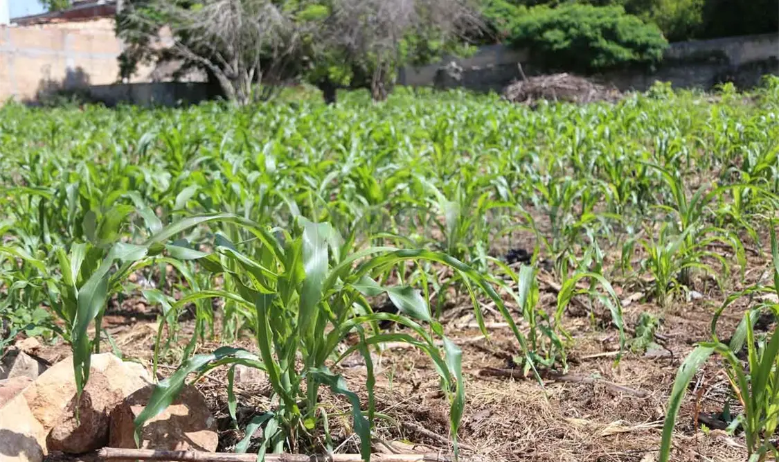 Entregan fertilizante gratuito a productores