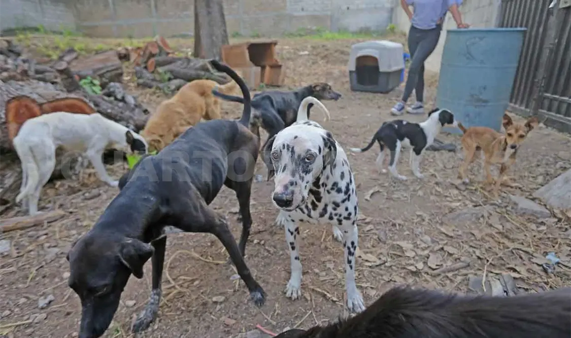 Llaman a denunciar el maltrato animal