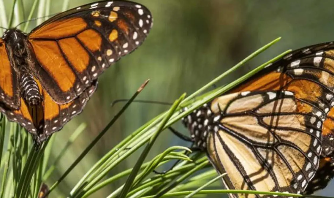 Mariposa monarca, especie en peligro