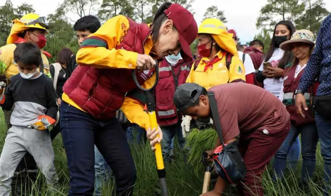 Se han plantado cuatro millones de plantas y 2.5 millones de plantas polinizadoras. Cortesía