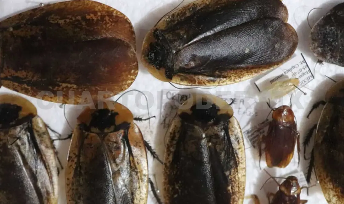 Algunas de las cucarachas presentes en las reservas de Chiapas. Cortesía