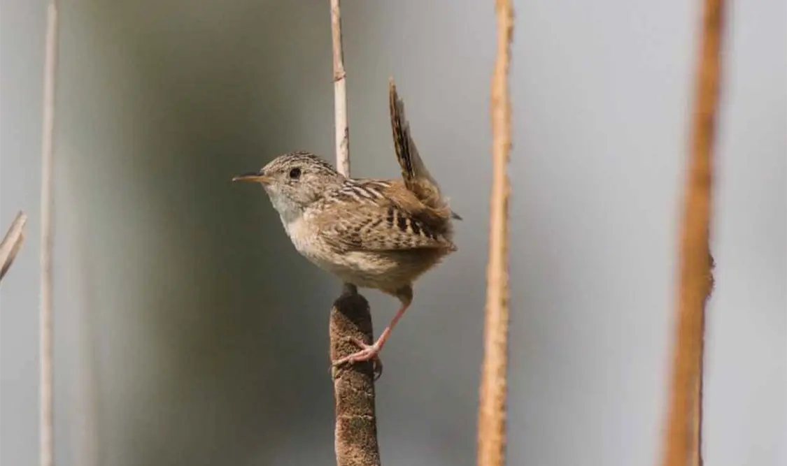 Chivirín sabanero, nuevo habitante de “La Ciénega”