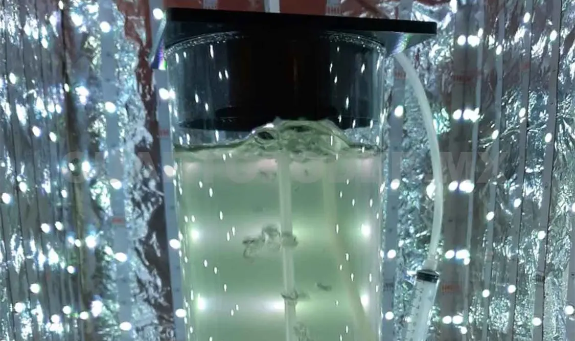 Estudian microalgas para producir biocombustible