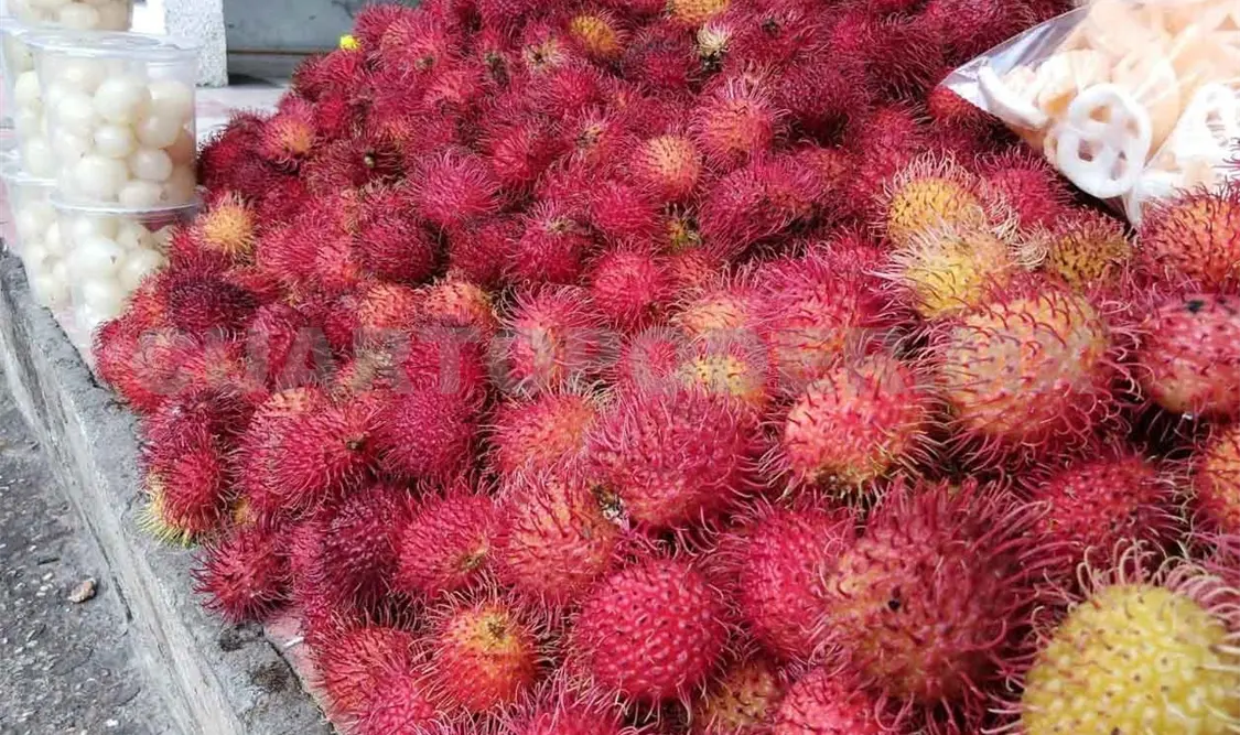 Productores de rambután abren nuevos mercados