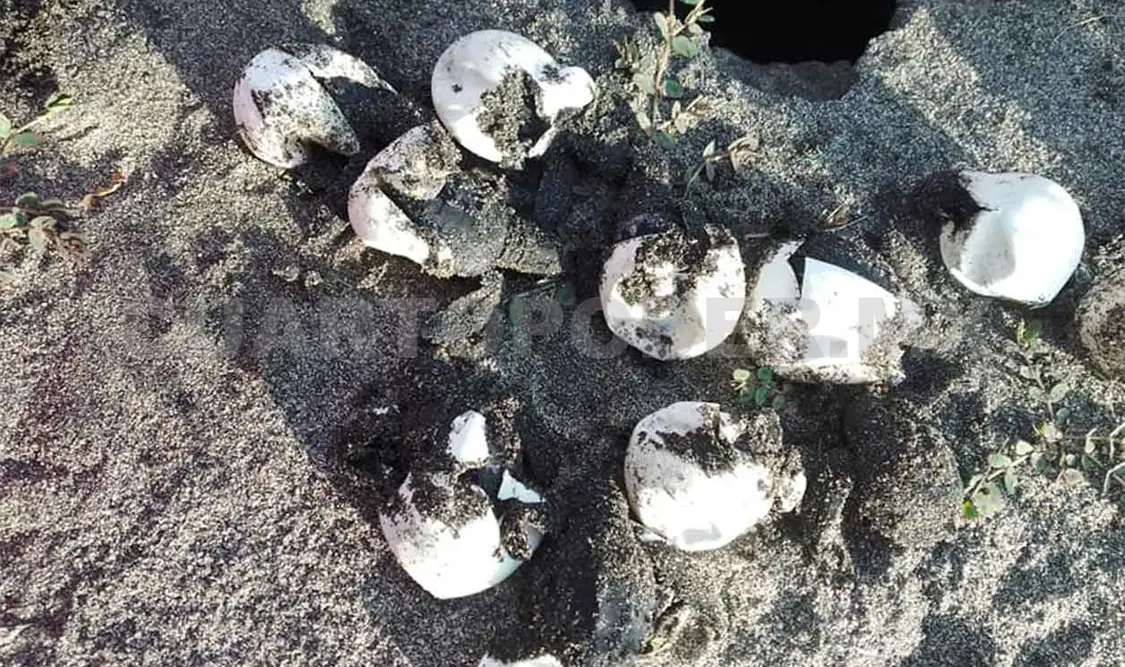 Grave amenaza el saqueo y destrucción de huevos de tortuga