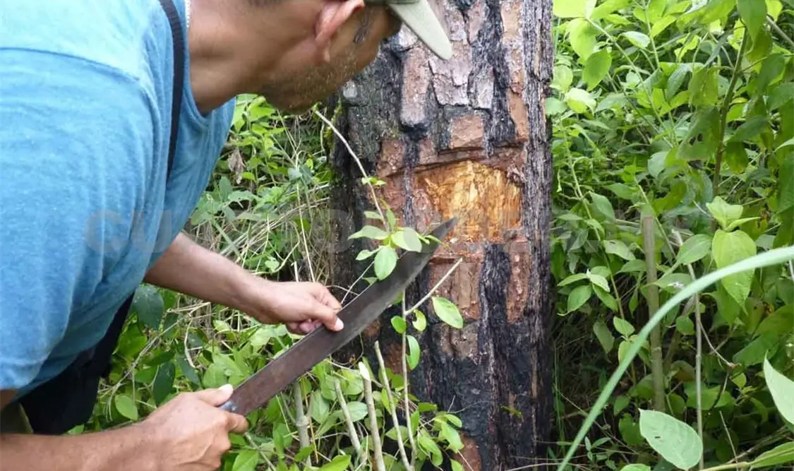 Trabajan en la sanidad forestal de Ocosingo