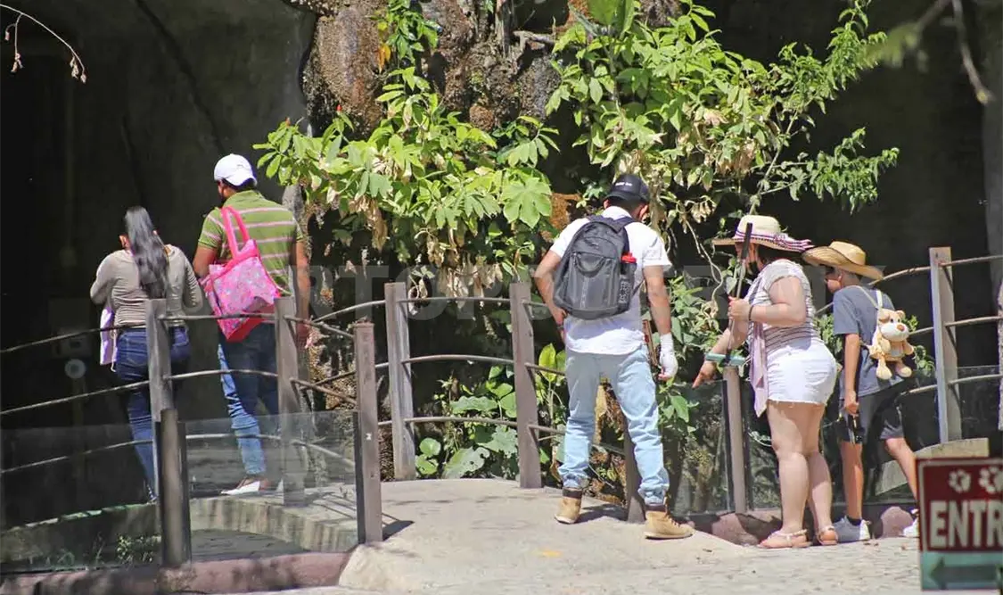 Hasta 70 mil turistas llegarían al ZooMAT