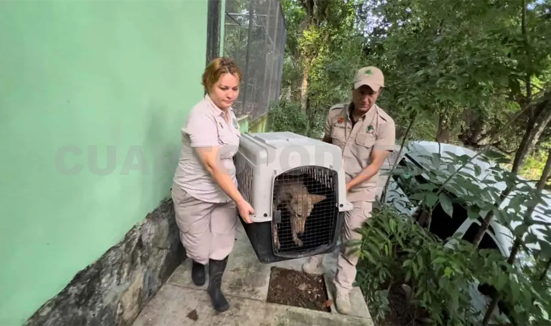 Puma y coyotes van a cuarentena 30 días