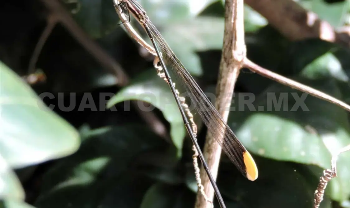 Pérdida forestal reduce población de libélulas