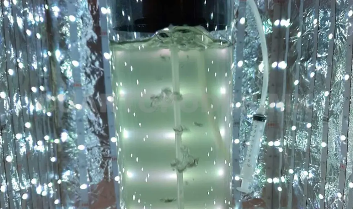 Buscan crear biocombustibles con microalgas