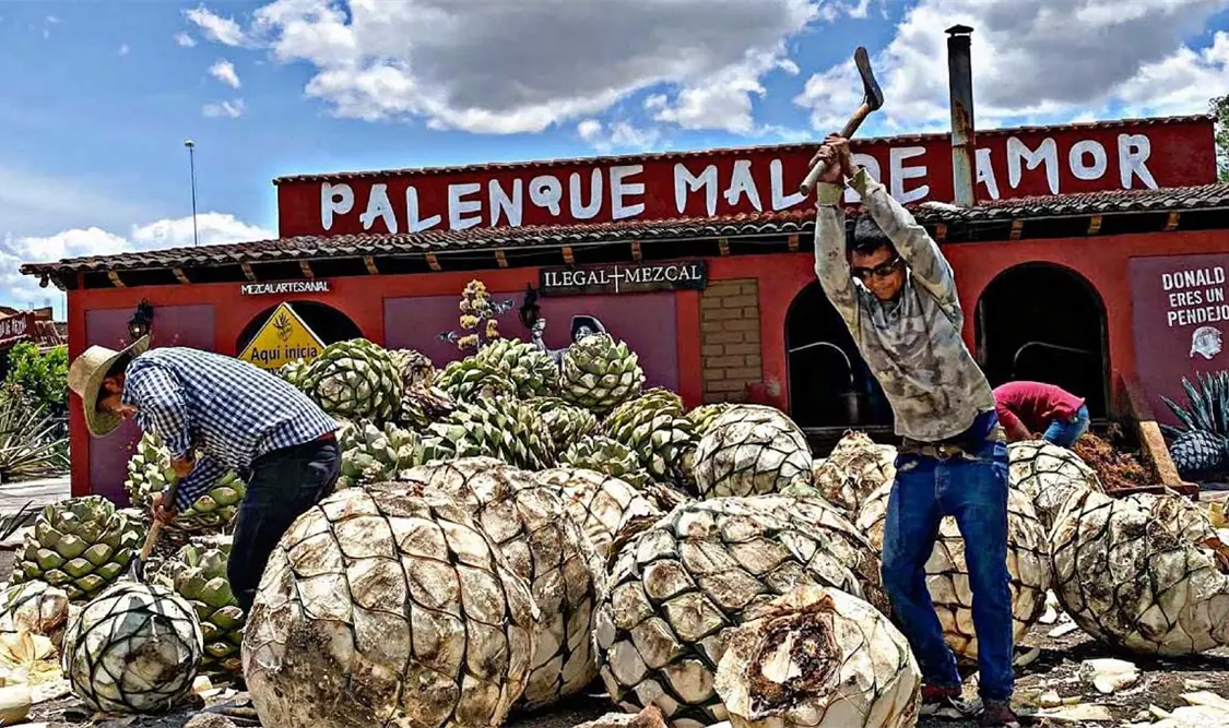 En promedio, por cada 300 litros de la bebida se usan seis mil litros de agua y dos mil 100 kilos de leña. Cortesía