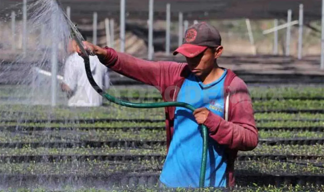 El campo chiapaneco, afectado por diferentes factores. CP