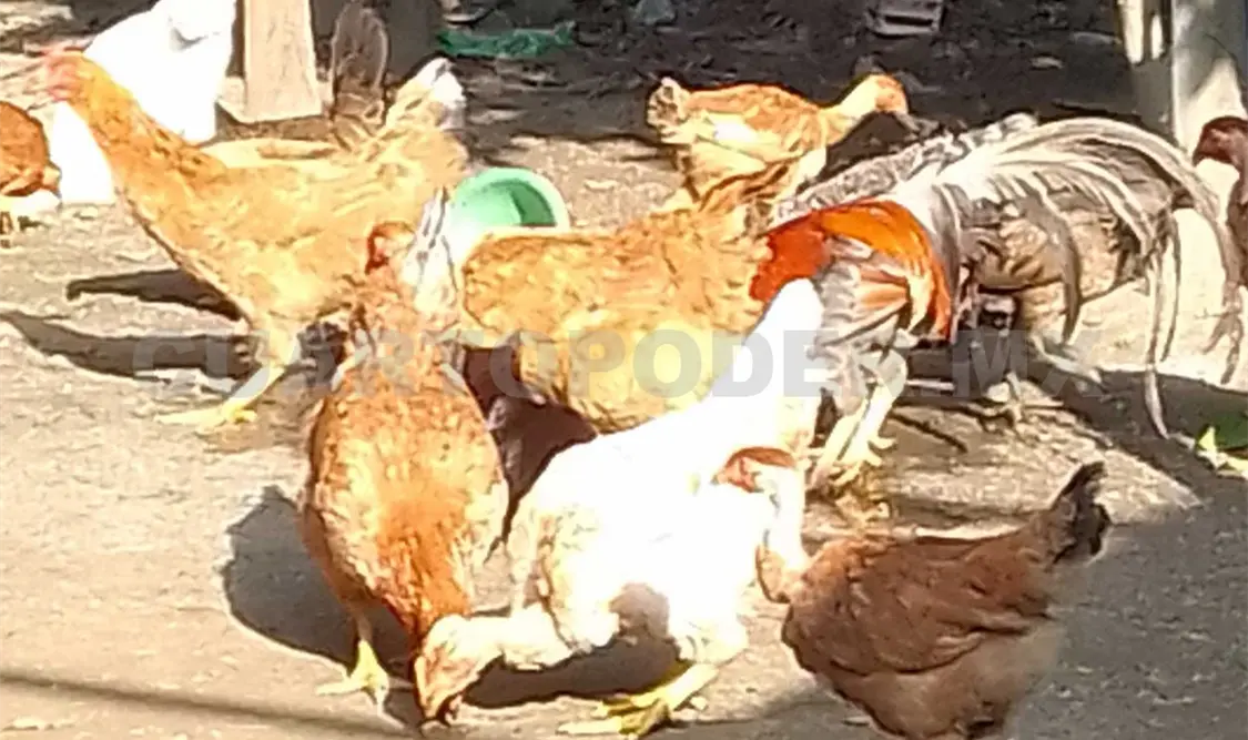 Pobladores denunciaron el incremento desmedido en el precio de las gallinas de rancho. Noel Vázquez / CP