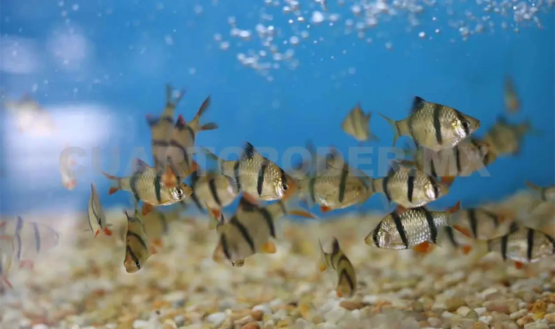 Contribuyen a la mayor base de datos de peces
