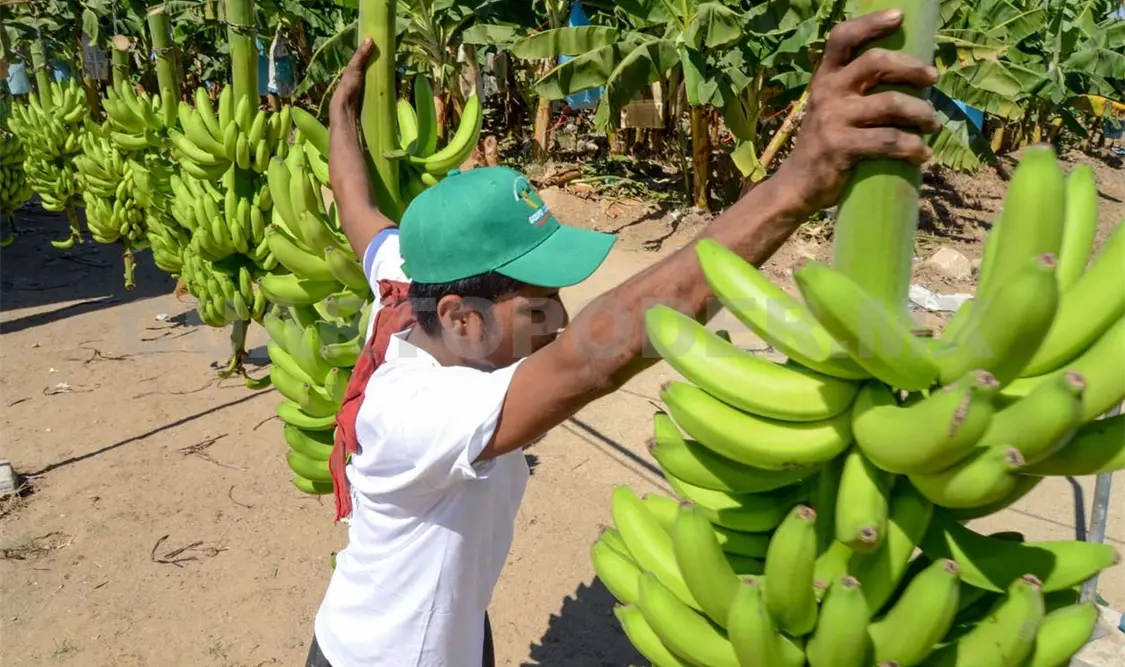 Plataneros enfrentan caída en producción