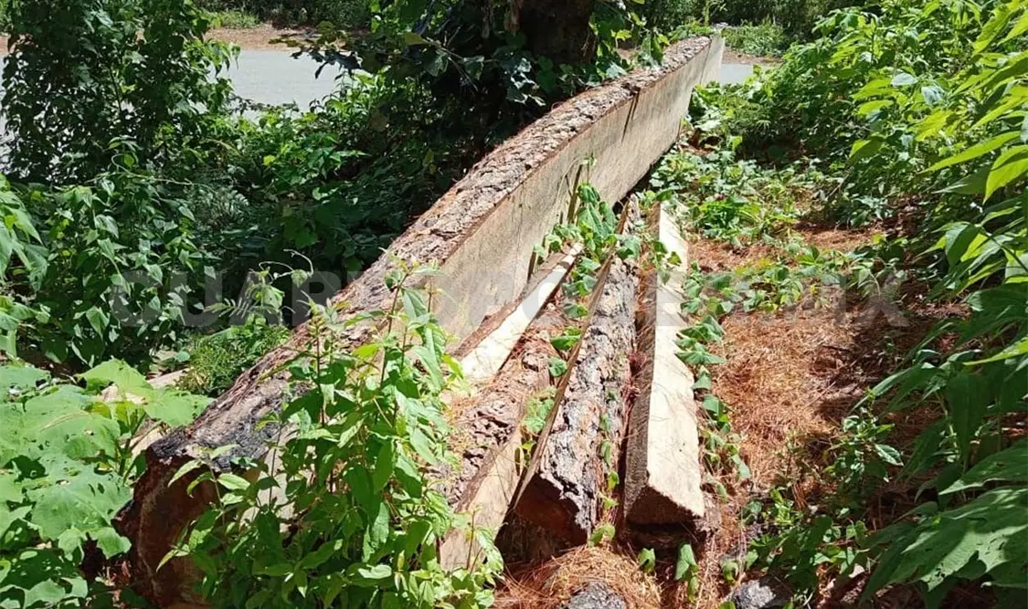 Combaten ilícitos forestales en zonas críticas